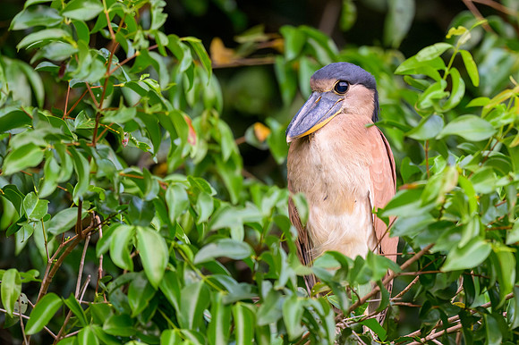 Boat-billed Heron