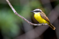 Lesser Kiskadee