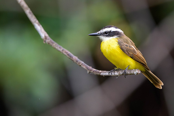 Lesser Kiskadee