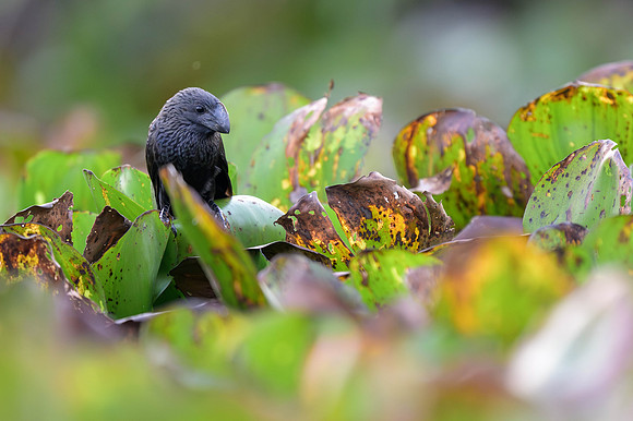 Smooth-billed Ani