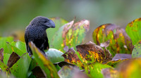 Smooth-billed Ani