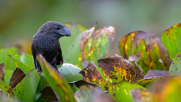 Smooth-billed Ani