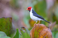 Yellow-billed Cardinal