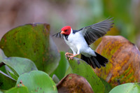 Yellow-billed Cardinal