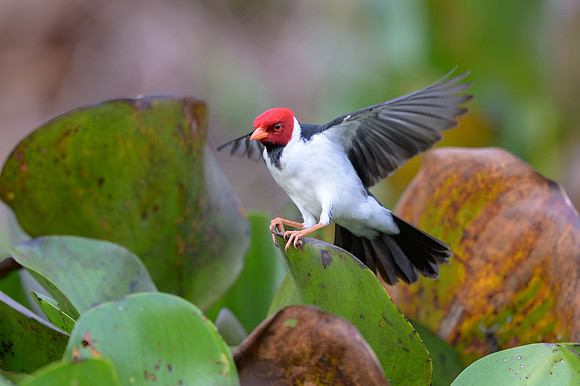 Yellow-billed Cardinal