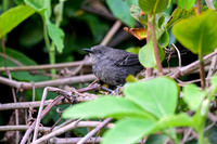 Matto Grosso Antbird