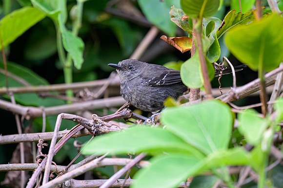 Matto Grosso Antbird