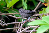 Matto Grosso Antbird