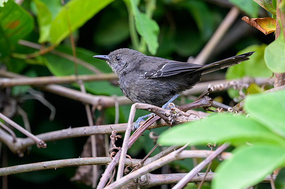 Matto Grosso Antbird