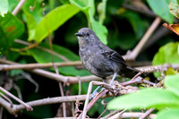 Matto Grosso Antbird