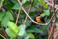 American Pygmy Kingfisher
