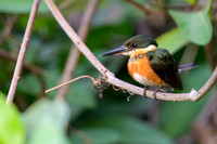 American Pygmy Kingfisher