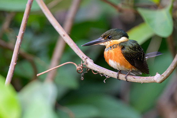 American Pygmy Kingfisher