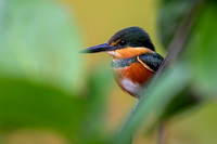American Pygmy Kingfisher