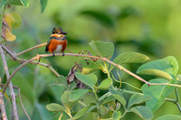American Pygmy Kingfisher