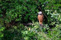 Black-collared Hawk