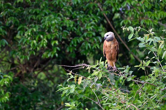 Black-collared Hawk