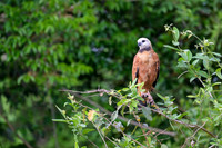 Black-collared Hawk