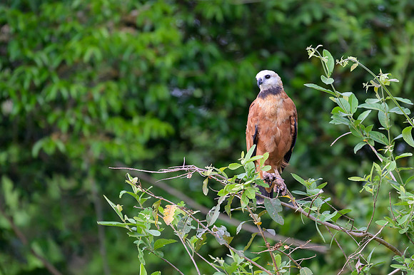 Black-collared Hawk