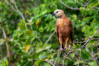 Black-collared Hawk