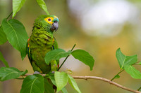 Turquoise-fronted Amazon