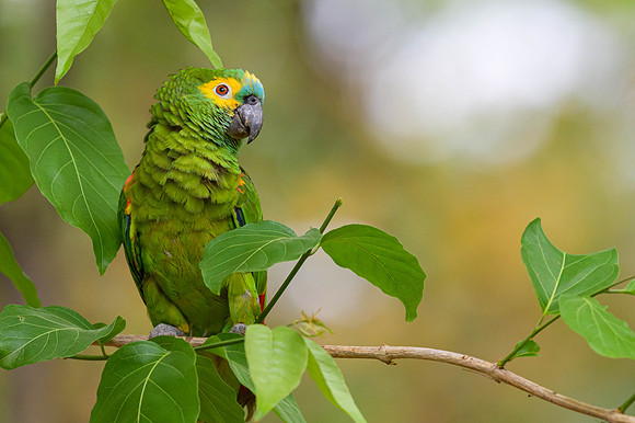 Turquoise-fronted Amazon
