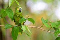 Turquoise-fronted Amazon