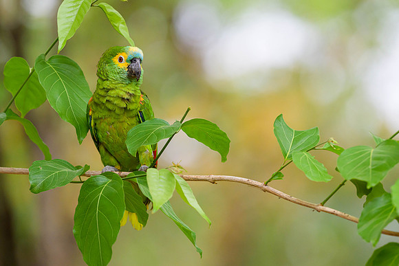 Turquoise-fronted Amazon