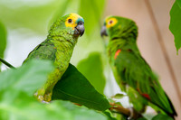 Turquoise-fronted Amazon