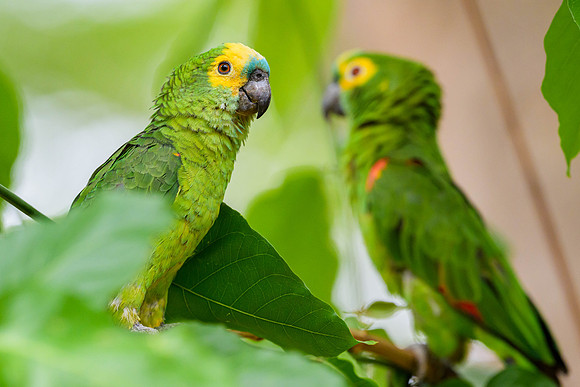 Turquoise-fronted Amazon