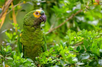 Turquoise-fronted Amazon