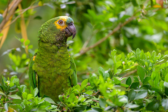 Turquoise-fronted Amazon