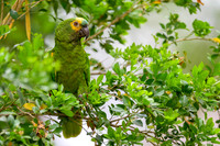 Turquoise-fronted Amazon