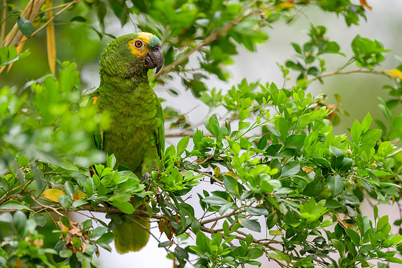 Turquoise-fronted Amazon