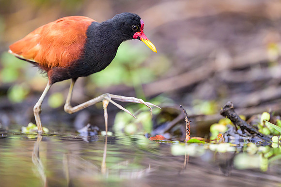 Wattled Jacana