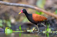 Wattled Jacana