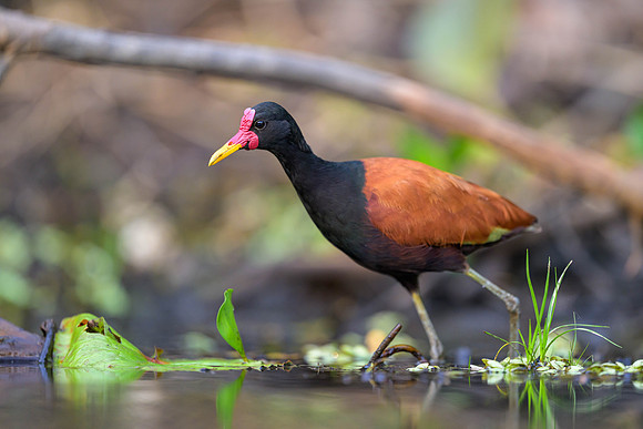 Wattled Jacana