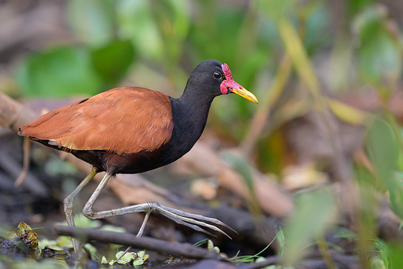 Wattled Jacana