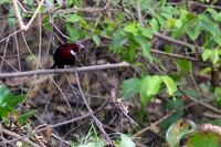 Silver-beaked Tanager