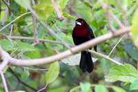Silver-beaked Tanager
