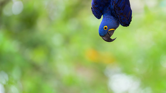 Hyacinth Macaw