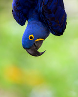 Hyacinth Macaw