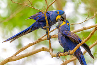 Hyacinth Macaw