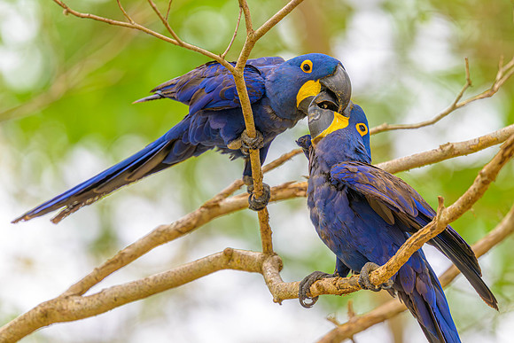 Hyacinth Macaw