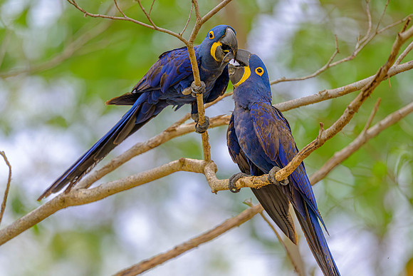 Hyacinth Macaw