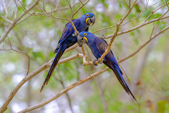 Hyacinth Macaw