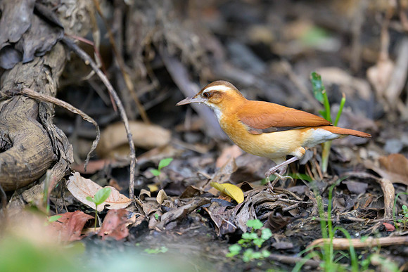Pale-legged Hornero