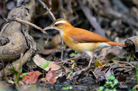 Pale-legged Hornero
