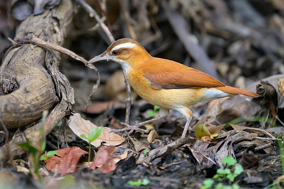 Pale-legged Hornero