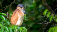 Boat-billed Heron